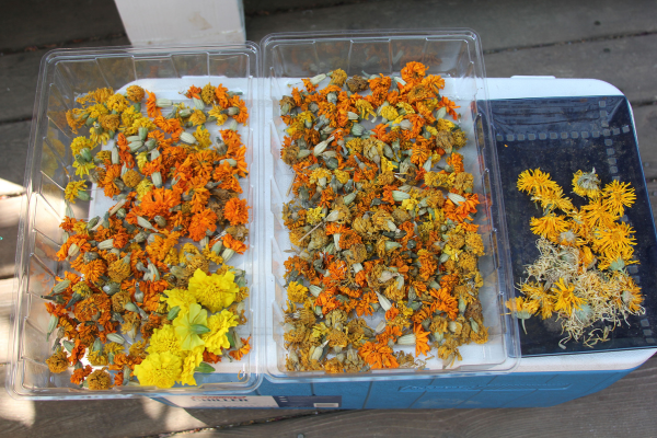 Tray of dried marigold flowers