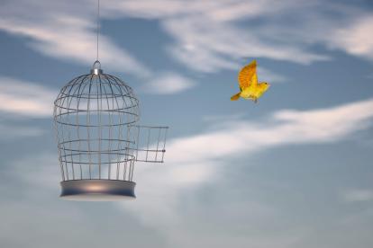 Canary flying from a bird cage to the sky.