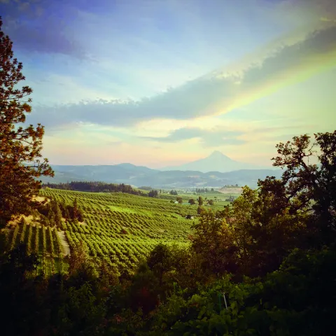 Oregon State MBA wine business management, scenic view of vineyards in the Willamette Valley, Oregon